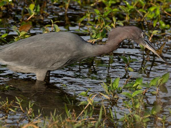 Little blue heron (Egretta caerulea)